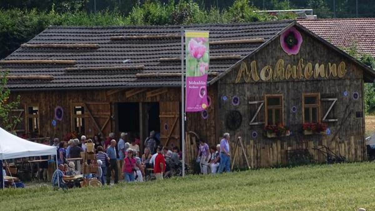 Bild zur Veranstaltung: Whisky-Wanderung Mohnblüte Germerode