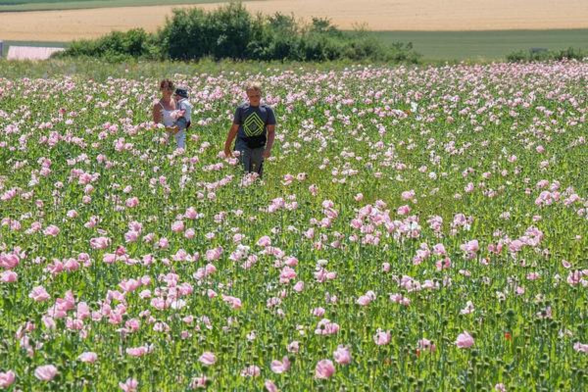 Bild zur Veranstaltung: Kinder-Mohni-Safari