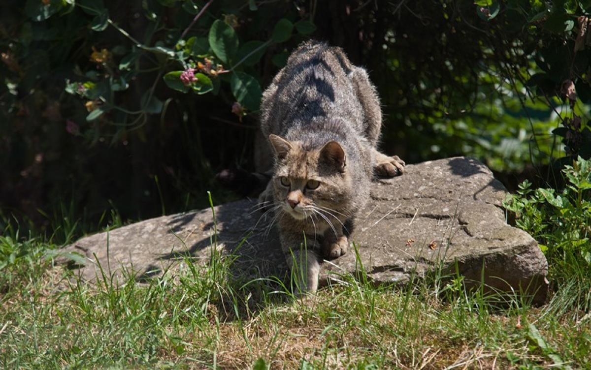 Bild zur Veranstaltung: Auf den Spuren von Wildkatze und Luchs